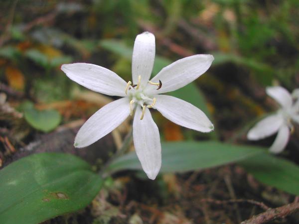 Photo of Clintonia uniflora by <a href="http://www.ece.ubc.ca/~ianc/">Ian Cumming</a>