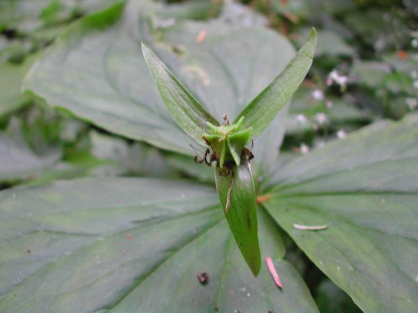 Photo of Trillium ovatum var. ovatum by <a href="http://www.ece.ubc.ca/~ianc/">Ian Cumming</a>