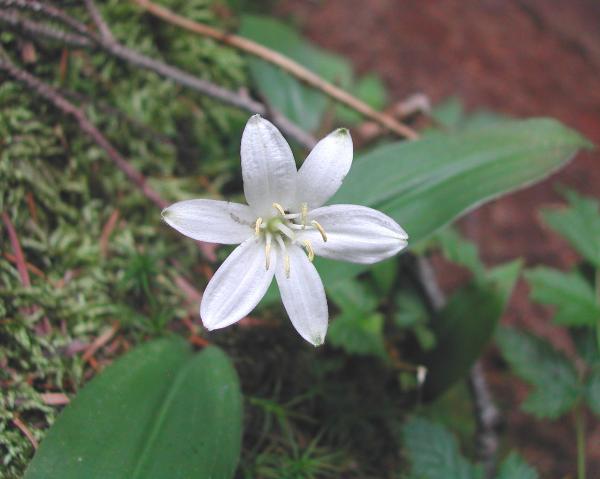 Photo of Clintonia uniflora by <a href="http://www.ece.ubc.ca/~ianc/">Ian Cumming</a>