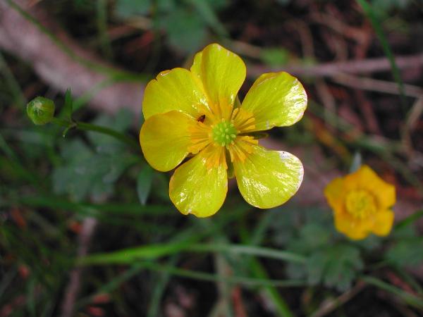Photo of Ranunculus eschscholtzii by <a href="http://www.ece.ubc.ca/~ianc/">Ian Cumming</a>