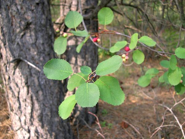 Photo of Amelanchier cusickii by Amelie Rousseau