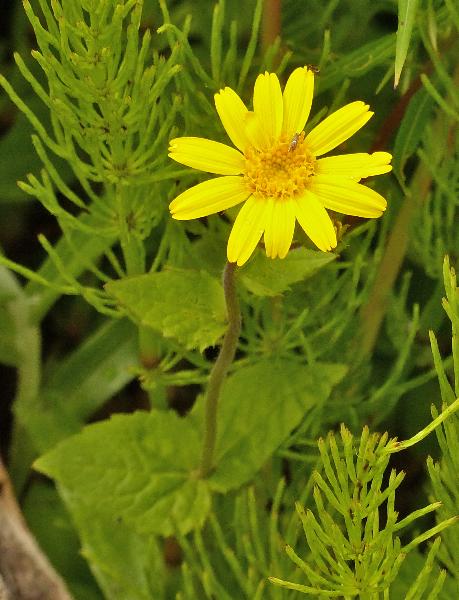 Photo of Arnica latifolia by Rosemary Taylor