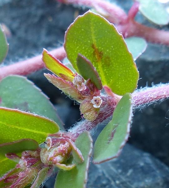 Photo of Euphorbia maculata by Rosemary Taylor
