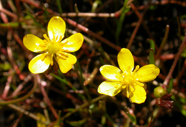 Photo of Ranunculus flammula by <a href="http://daveingram.ca/">Dave Ingram</a>