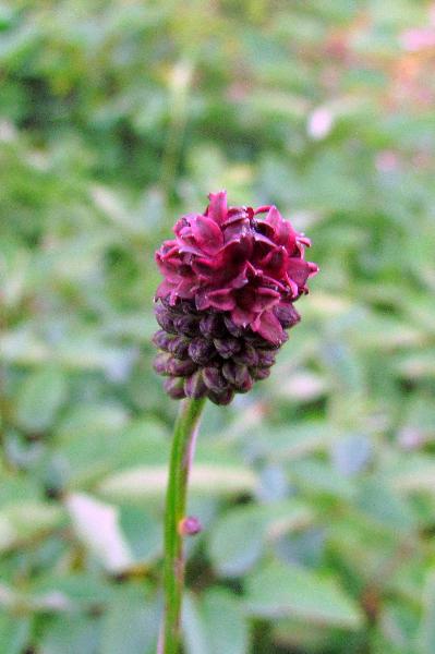 Photo of Sanguisorba officinalis by Val George