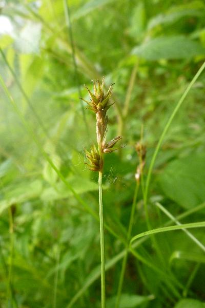 Photo of Carex brunnescens by Mike Miller