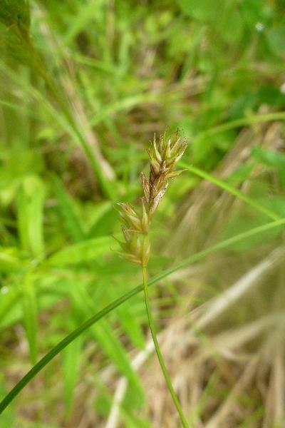 Photo of Carex brunnescens by Mike Miller