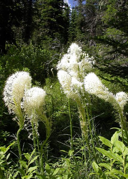 Photo of Xerophyllum tenax by <a href="http://daveingram.ca/">Dave Ingram</a>