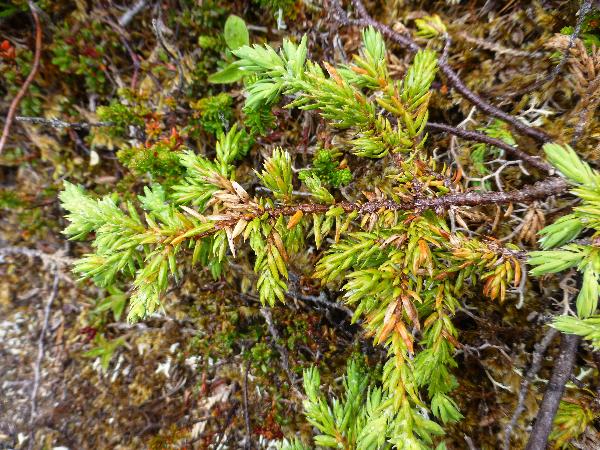 Photo of Juniperus communis by Ian Cruickshank