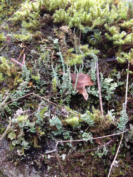 Photo of Cladonia gracilis by Strawberry Vale Elementary School