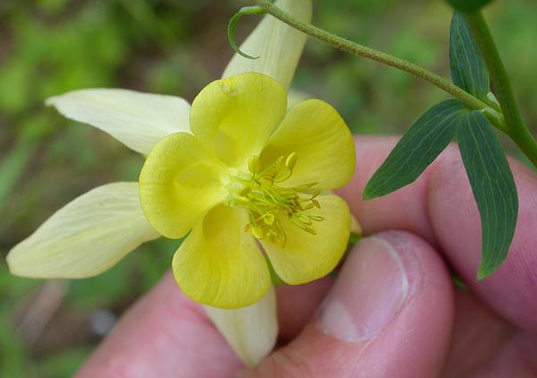 Photo of Aquilegia flavescens by <a href="http://daveingram.ca/">Dave Ingram</a>