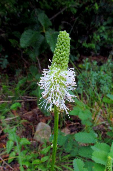 Photo of Sanguisorba canadensis by Val George