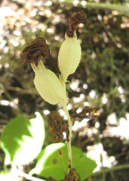 Photo of Cephalanthera austiniae by 3CDSG DND