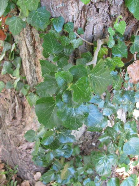 Photo of Hedera helix by 3CDSG DND