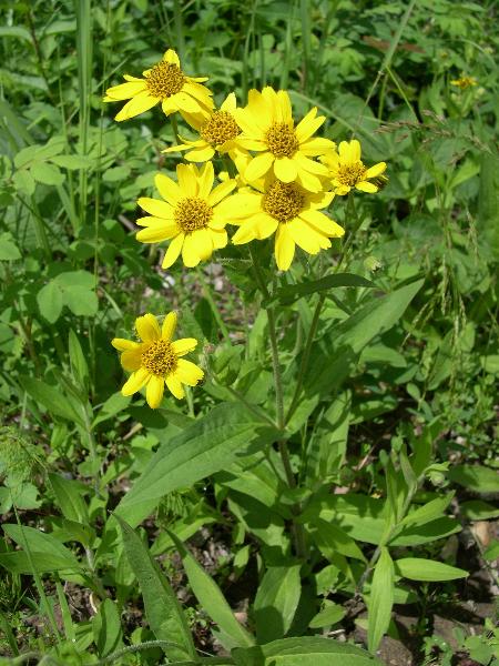 Photo of Arnica chamissonis by Amelie Rousseau