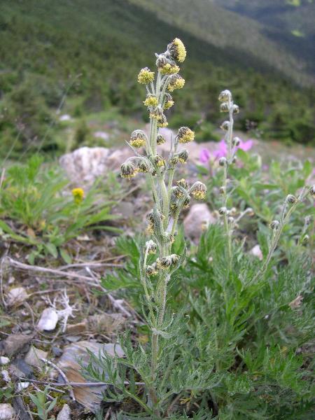 Photo of Artemisia norvegica by Amelie Rousseau