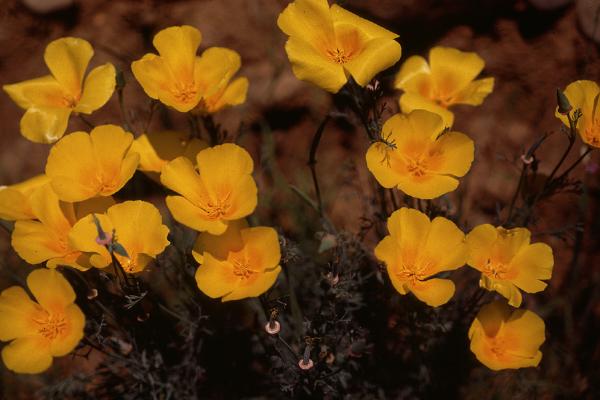Photo of Eschscholzia californica by Jim Riley
