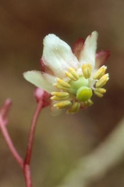 Photo of Chimaphila menziesii by Heinz Baum