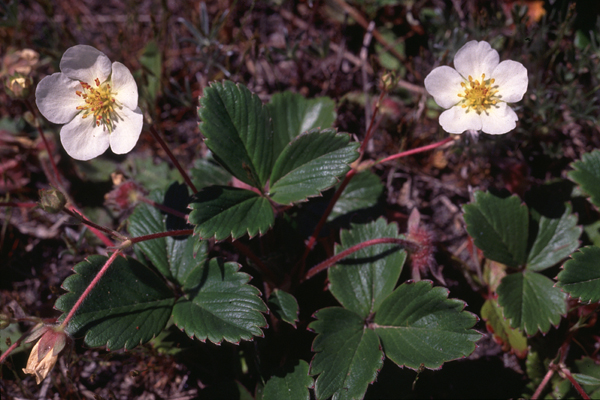 Photo of Fragaria chiloensis ssp. lucida by Jim Riley