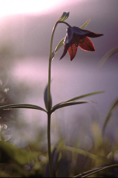 Photo of Fritillaria camschatcensis by Jim Riley