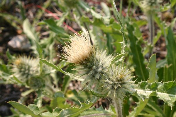 Photo of Cirsium hookerianum by Niels Jeurink