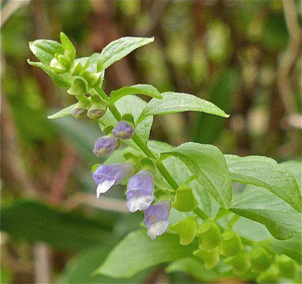 Photo of Scutellaria lateriflora by Rosemary Taylor