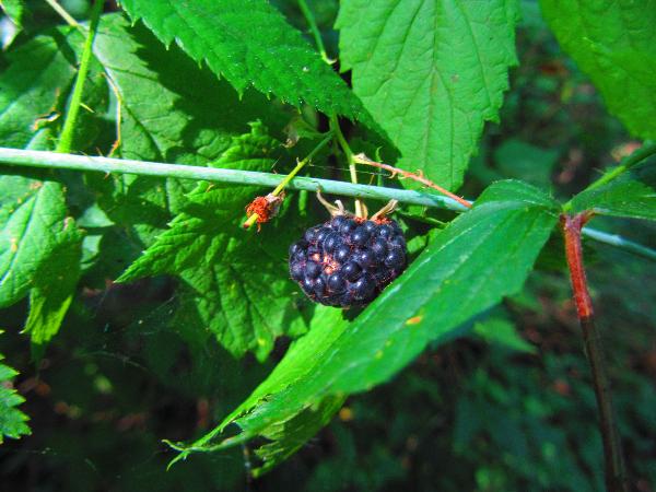 Photo of Rubus leucodermis by <a href="http://www.westcoastgardens.ca">Celeste Paley</a>