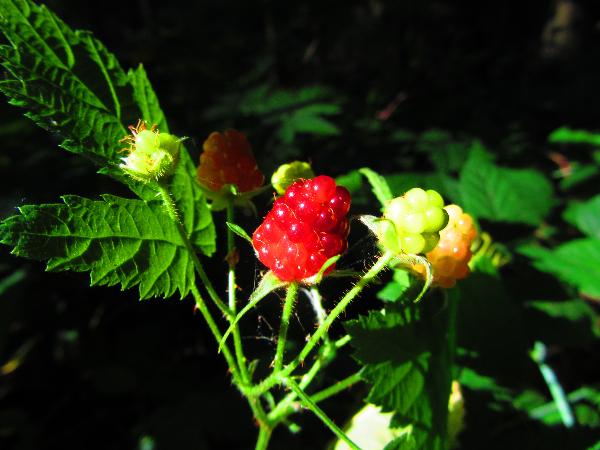 Photo of Rubus ursinus by <a href="http://www.westcoastgardens.ca">Celeste Paley</a>