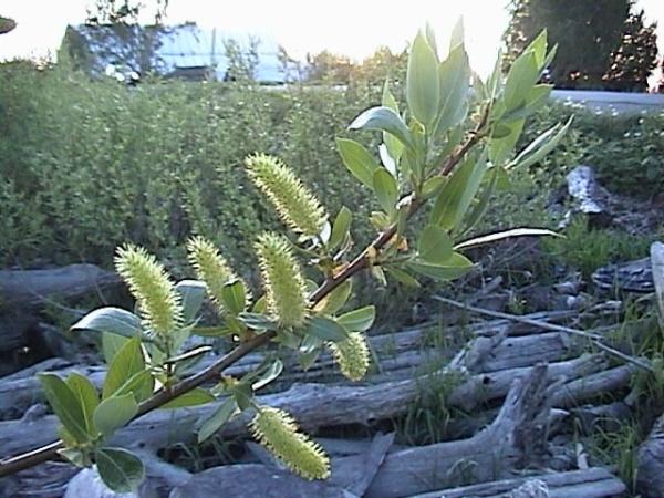 Photo of Salix sitchensis by Brian Klinkenberg