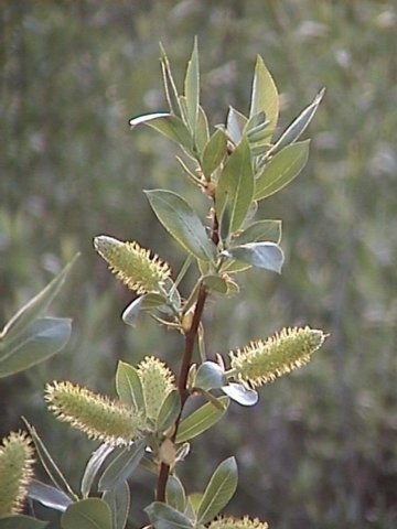Photo of Salix sitchensis by Brian Klinkenberg