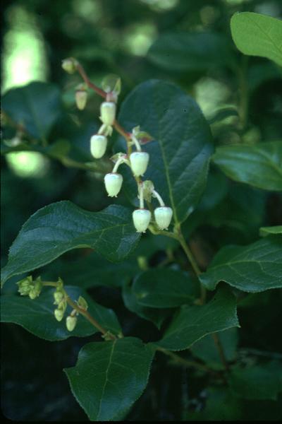 Photo of Gaultheria shallon by Jim Riley