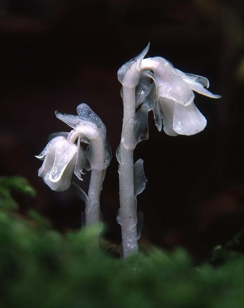 Photo of Monotropa uniflora by Rod Innes