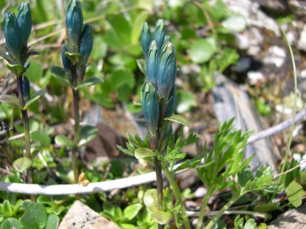 Photo of Gentiana glauca by Amelie Rousseau