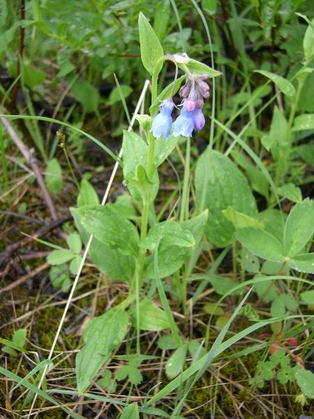 Photo of Mertensia paniculata by Amelie Rousseau