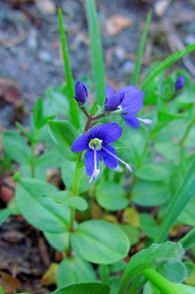 Photo of Veronica cusickii by Val George
