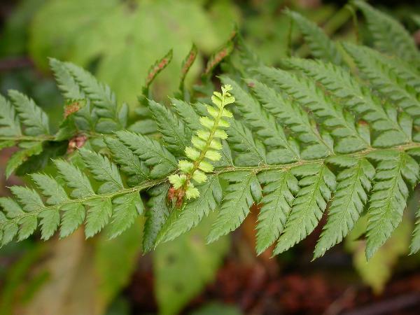 Photo of Polystichum andersonii by Chris Sears