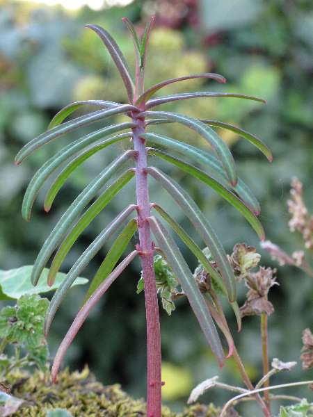 Photo of Euphorbia lathyris by Robert Flogaus-Faust