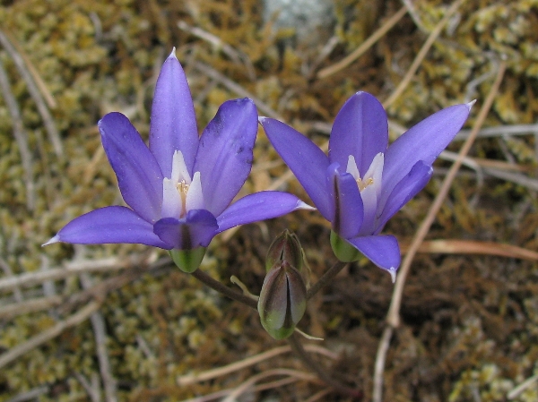 Photo of Brodiaea rosea by Hans  Roemer