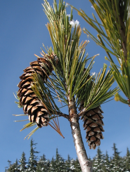 Photo of Pinus monticola by Rosemary Taylor