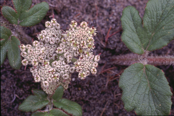 Photo of Glehnia littoralis ssp. leiocarpa by Jim Riley
