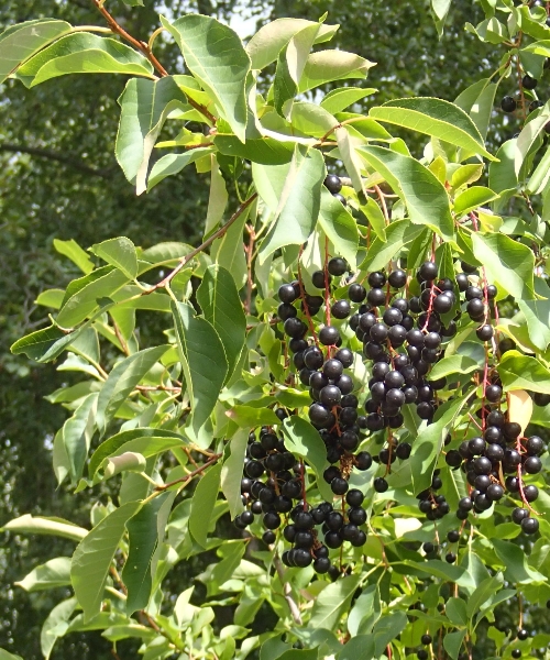 Photo of Prunus virginiana ssp. melanocarpa by Lars Karstad