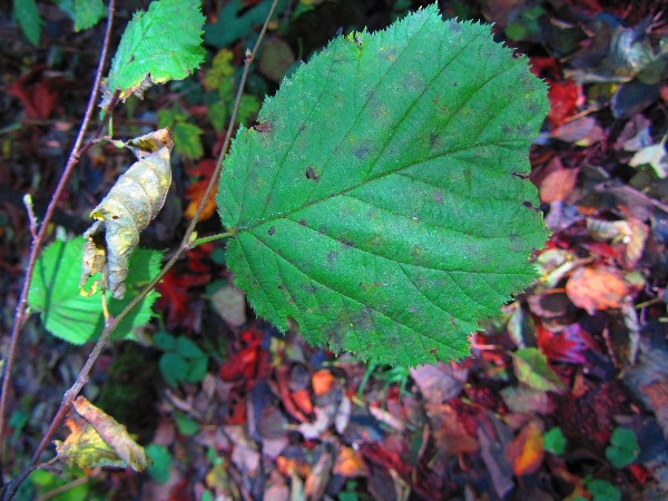 Photo of Corylus cornuta by <a href="http://www.westcoastgardens.ca">Celeste Paley</a>
