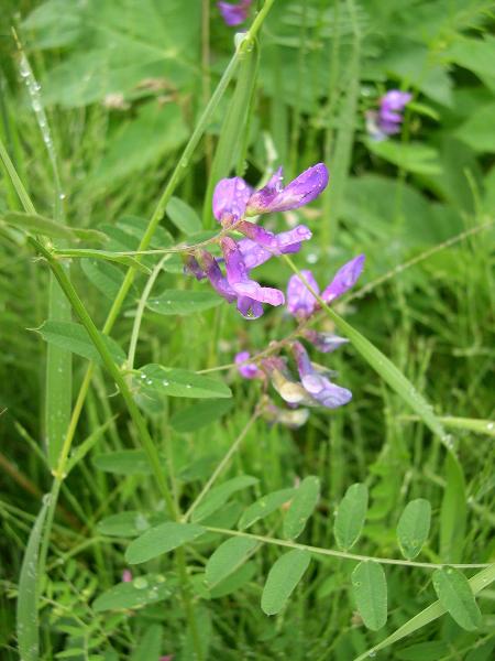 Photo of Vicia americana by Amelie Rousseau