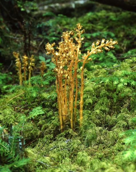 Photo of Hypopitys monotropa by Rod Innes