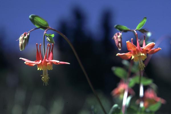 Photo of Aquilegia formosa by Jim Riley