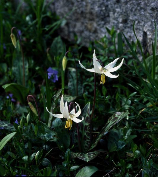 Photo of Erythronium oregonum ssp. oregonum by Rod Innes