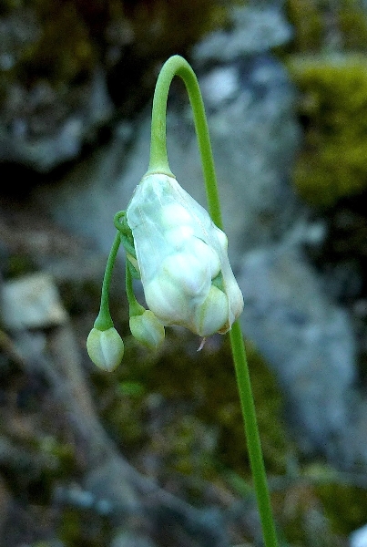 Photo of Allium cernuum by Paul Handford