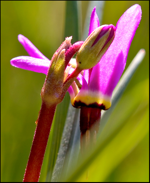 Photo of Dodecatheon hendersonii by <a href="http://zork.cs.uvic.ca/ttl">Mary  Sanseverino</a>