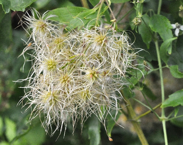 Photo of Clematis ligusticifolia by Paul Handford