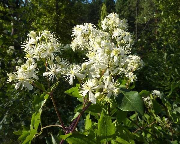 Photo of Clematis ligusticifolia by Paul Handford